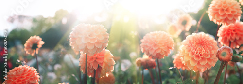 Wunderschöne Blumen im Sommer