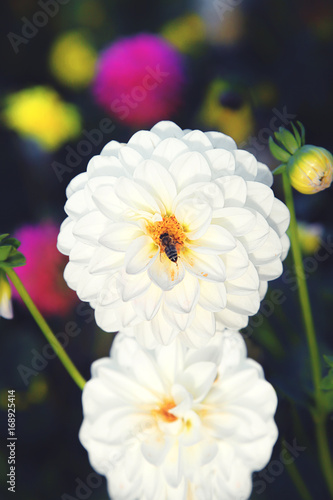 Fototapeta Naklejka Na Ścianę i Meble -  Wunderschöne Blumen im Sommer