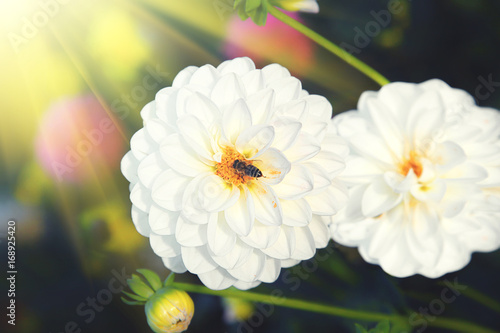 Fototapeta Naklejka Na Ścianę i Meble -  Wunderschöne Blumen im Sommer