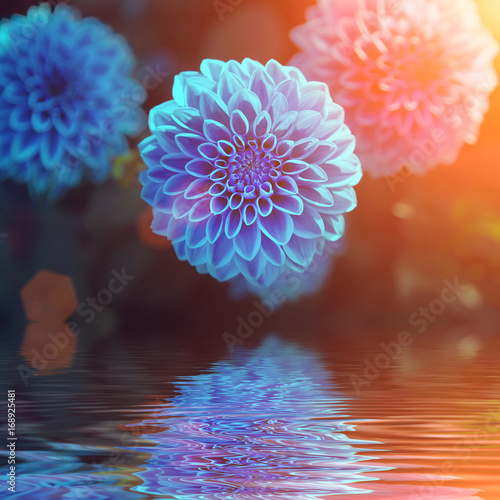 Fototapeta Naklejka Na Ścianę i Meble -  Wunderschöne Blumen im Sommer