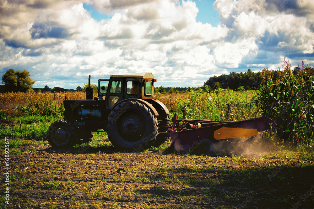 Fototapeta premium Small tractor working in the field. Machine farmers. Agriculture. Cleaning the fall harvest from the field. Tinted