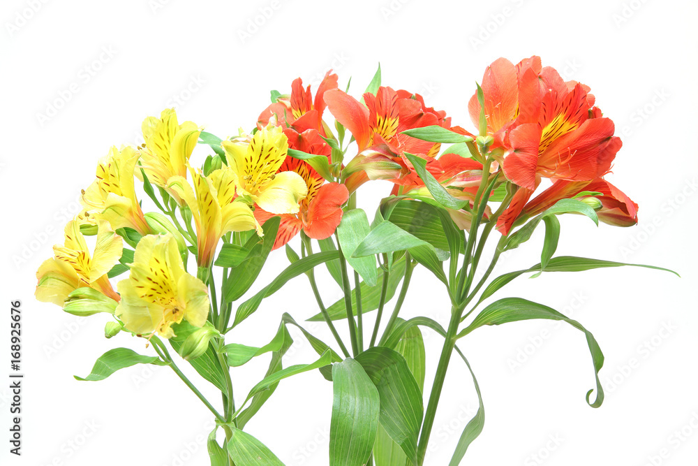 アルストロメリア