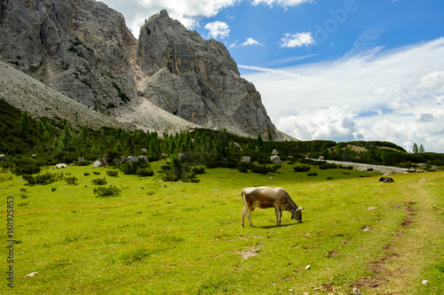 Hochebene mit Kuh auf dem Dolomiten Höhenweg 1, Alta Via 1, Italien