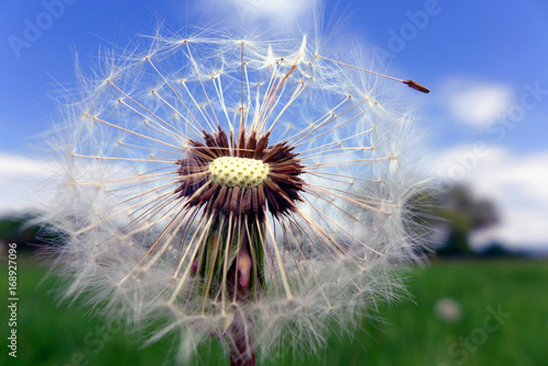 Dandelion seeds