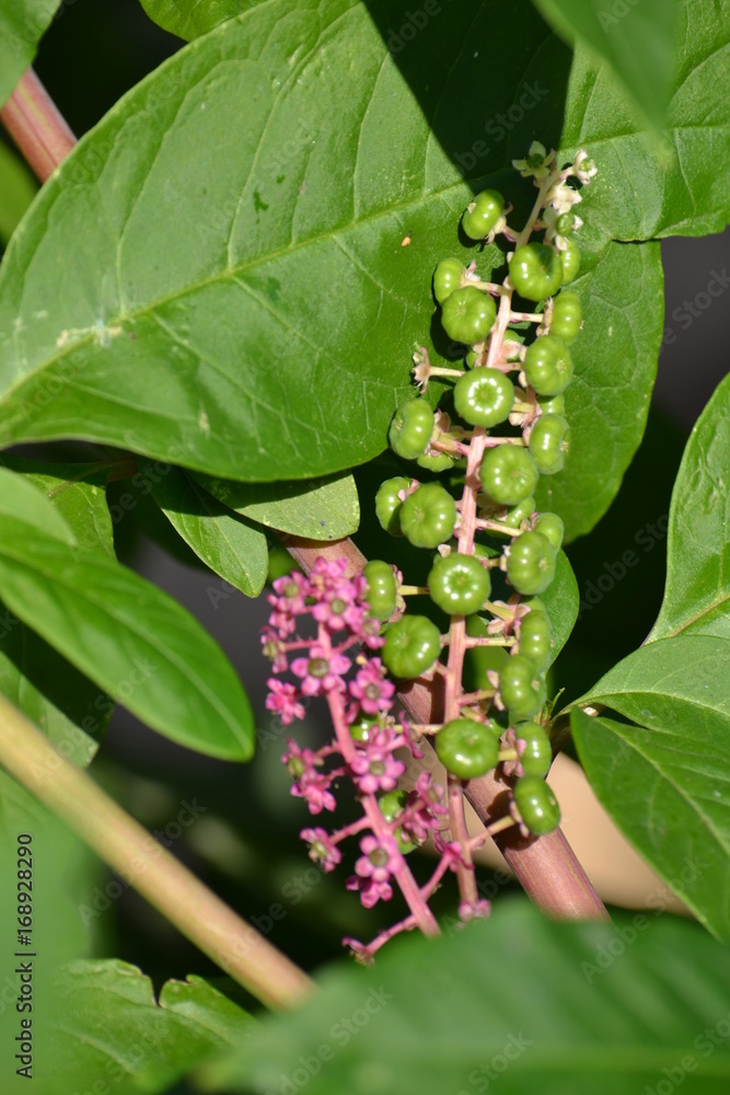 Obraz premium fleurs