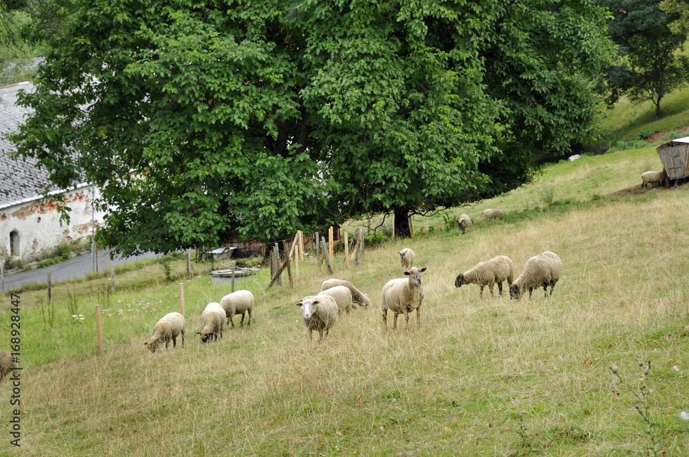 Obraz premium kleine schafherde