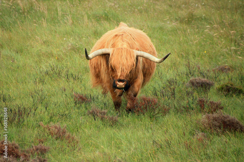Schottisches Langhaarrind