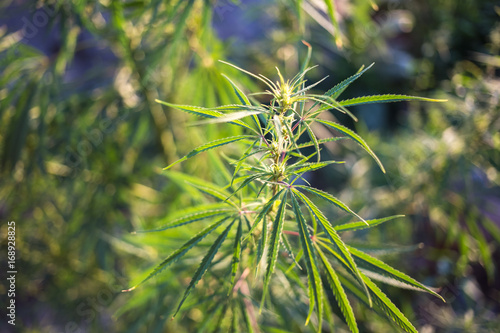 Fresh hemp grows in the countryside