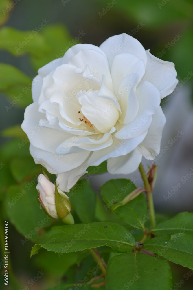fleurs fleurs