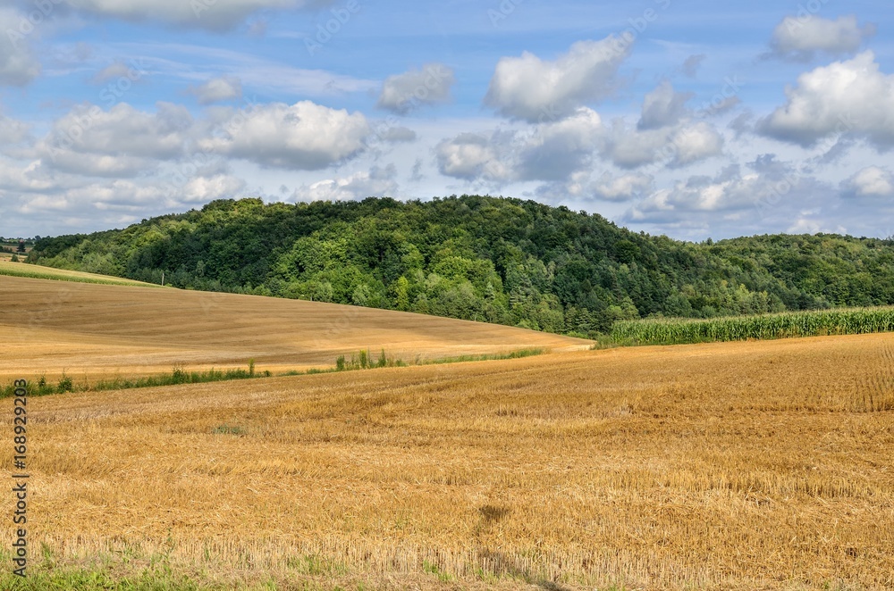 Summer rural landscape. Gold farmland with beautiful green hills in the background.