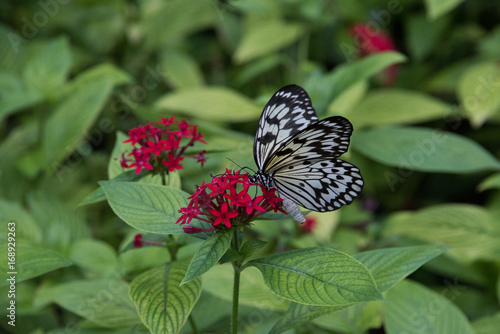 Butterfly Nectaring on Pentas photo