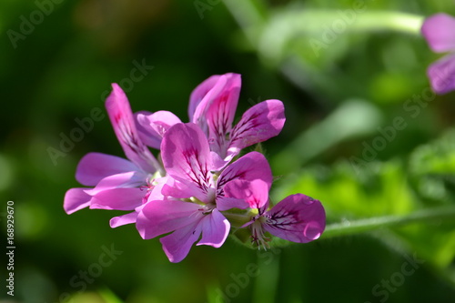 fleurs