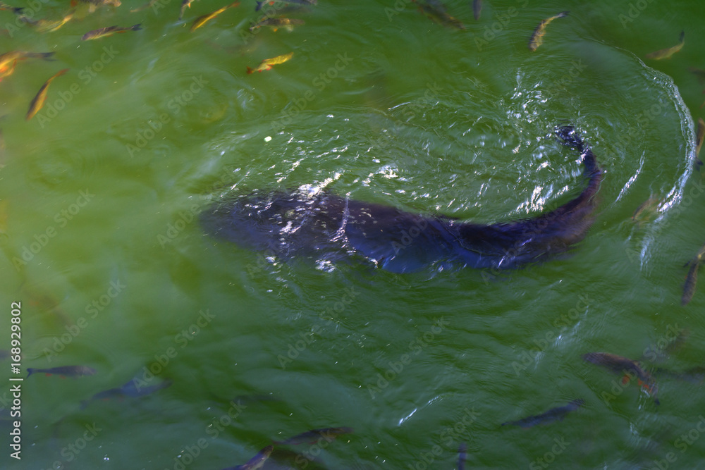 Obraz premium Fish catfish and ide live in ponds to cool the Chernobyl nuclear power plant. Dead radioactive zone. Consequences of the Chernobyl nuclear disaster, August 2017.