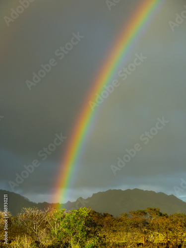Fototapeta Naklejka Na Ścianę i Meble -  A rainbow appears after rainfall on the Hawaiian island of Kauai 