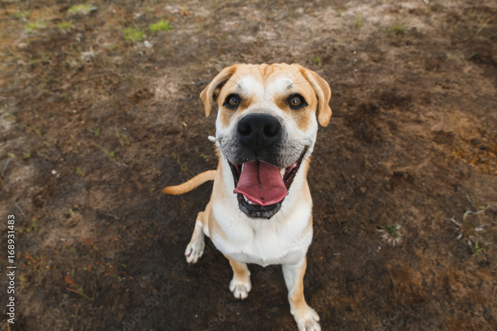 Obraz premium ca de bou dog sitting on a field