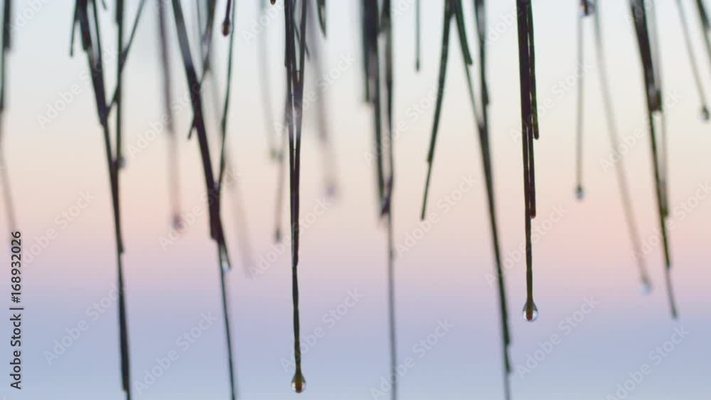 A close up shot of mini bamboos tilting upward A close up shot of mini bamboos tilting upward
