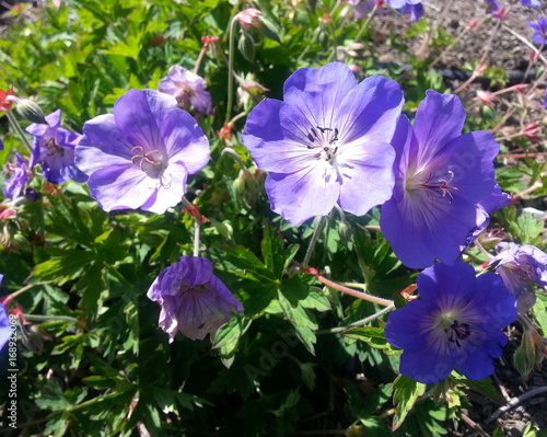 Nikko Blue Hydrangea Flowers