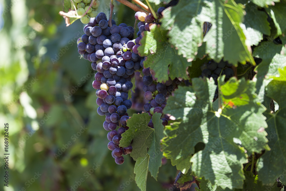 custom made wallpaper toronto digitalFrance. Vignoble vignoble bordelais, graves. Gironde