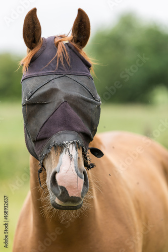Naklejka Pferd mit Maske