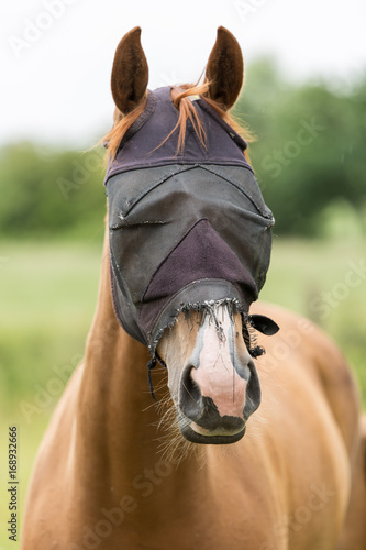Naklejka Pferd mit Maske