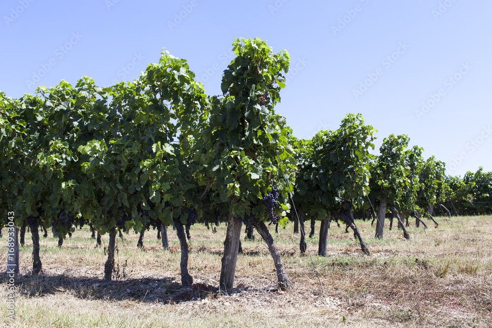 France. Vignoble vignoble bordelais, graves. Gironde France. Vignoble vignoble bordelais, graves. Gironde