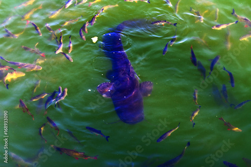 Fish catfish and ide live in ponds to cool the Chernobyl nuclear power plant. Dead radioactive zone. Consequences of the Chernobyl nuclear disaster, August 2017.