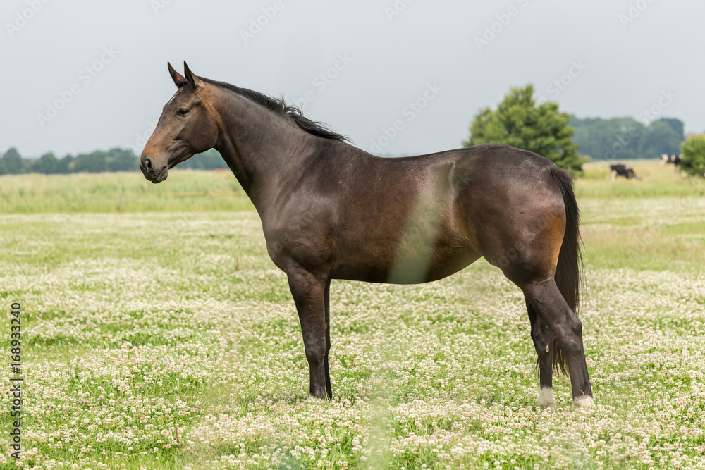 Fototapeta premium dunkles Pferd auf grüner Wiese 
