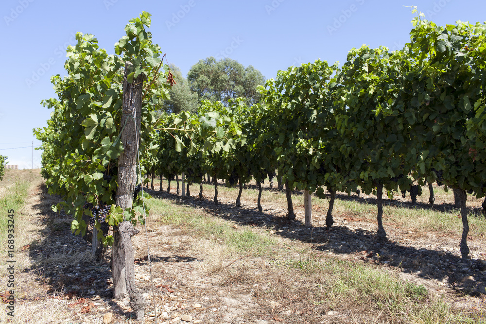 France. Vignoble vignoble bordelais, graves. Gironde