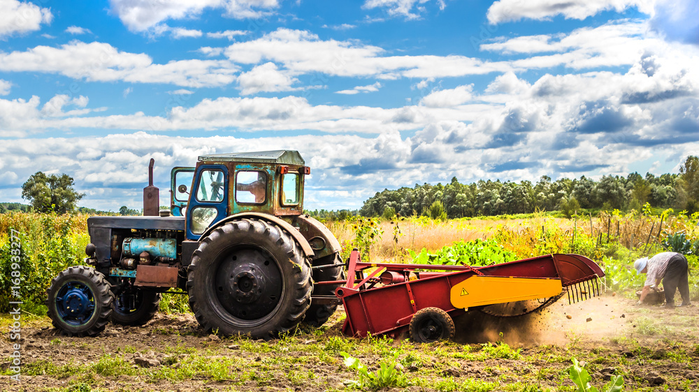 Obraz premium Harvest. Small tractor working in the field. Small-scale agriculture. Tinted