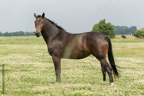 dunkles Pferd auf grüner Wiese  © thrax.de