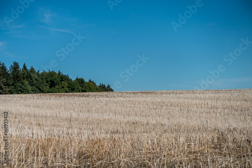 Stoppelfeld photo