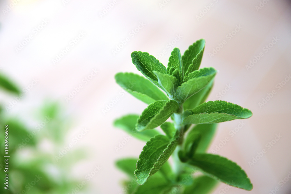 Stevia branch of a plant in a garden against a white background. Empty copy space for Editor's text. Stevia branch of a plant in a garden against a white background. Empty copy space for Editor's text.