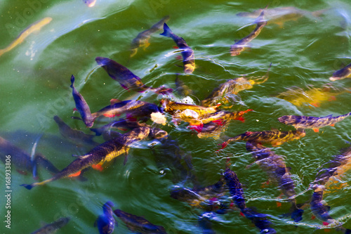 фотографія Fish catfish and ide live in ponds to cool the Chernobyl nuclear power plant