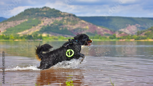 Photos bernese mountain water dog training