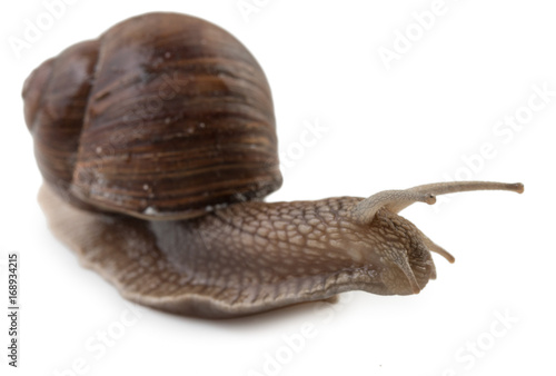 Grape snail isolated on a white background, close up. photo