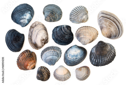 Fényképezés Set of sea clam mollusc shells of scallop, isolated on white background, close up, top view