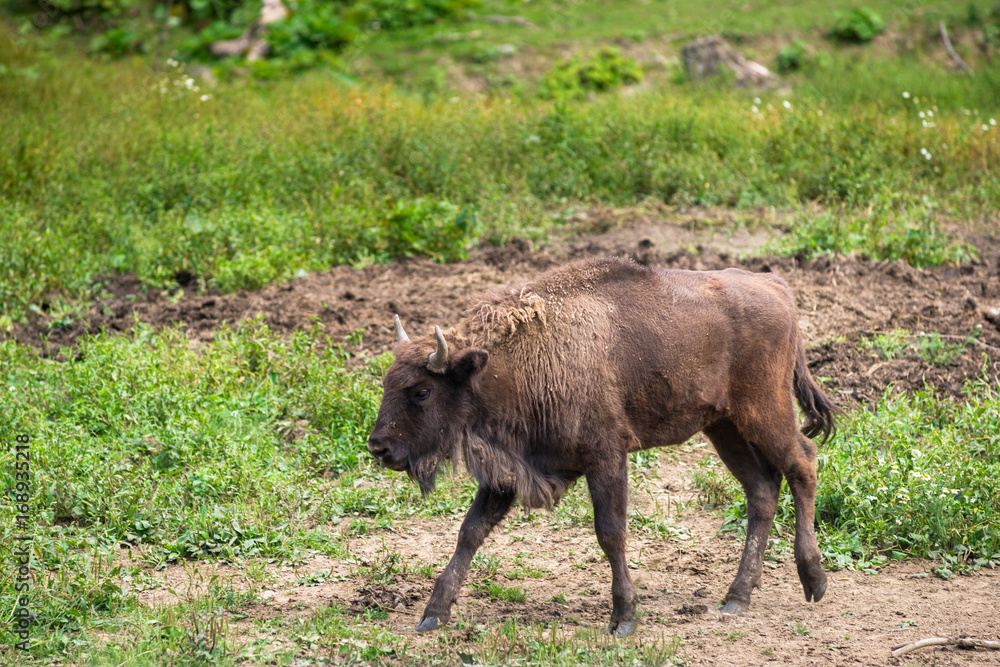 Młody żubr (Bison bonasus) na leśnej polanie, Bieszczady Młody żubr (Bison bonasus) na leśnej polanie, Bieszczady