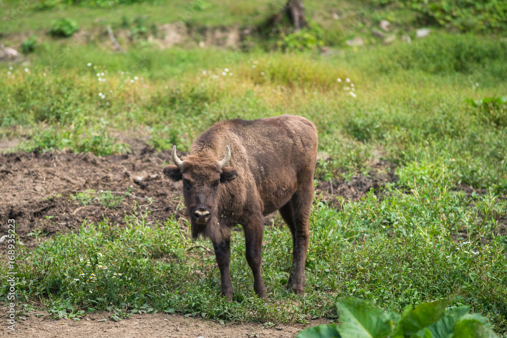 Młody żubr (Bison bonasus) na leśnej polanie, Bieszczady