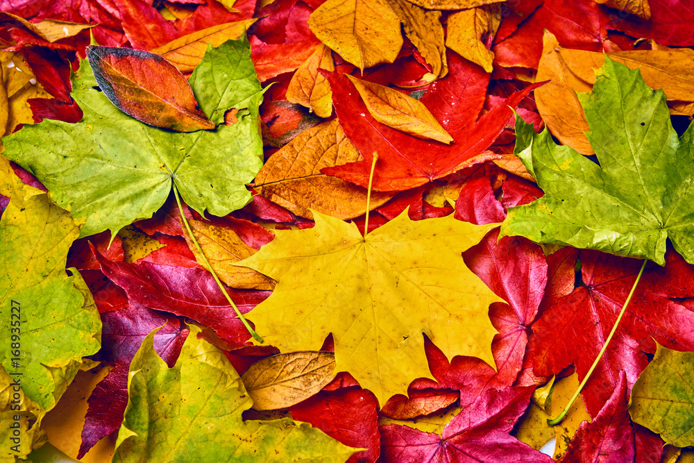 Obraz premium Autumn Leaves Background