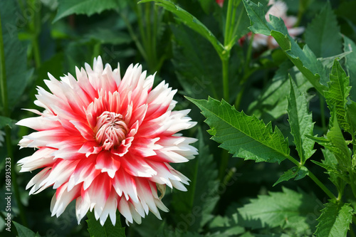Fototapeta Naklejka Na Ścianę i Meble -  Dahlia Hapet Austria Lace