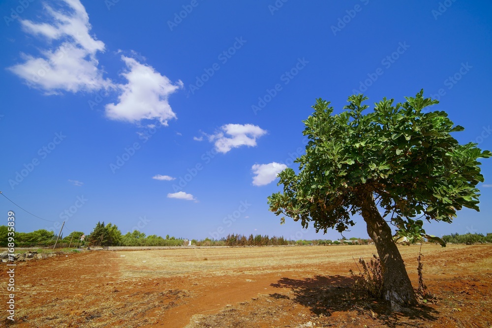 Fig tree in the landscape of Salento - Italy