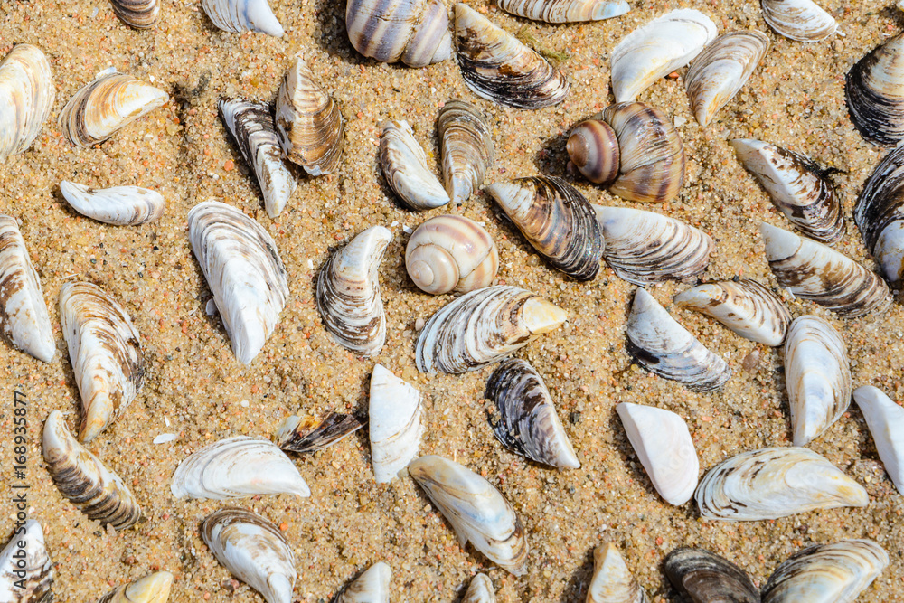 Seashells on the Beach Sand Top View. Sea Beach Texture

