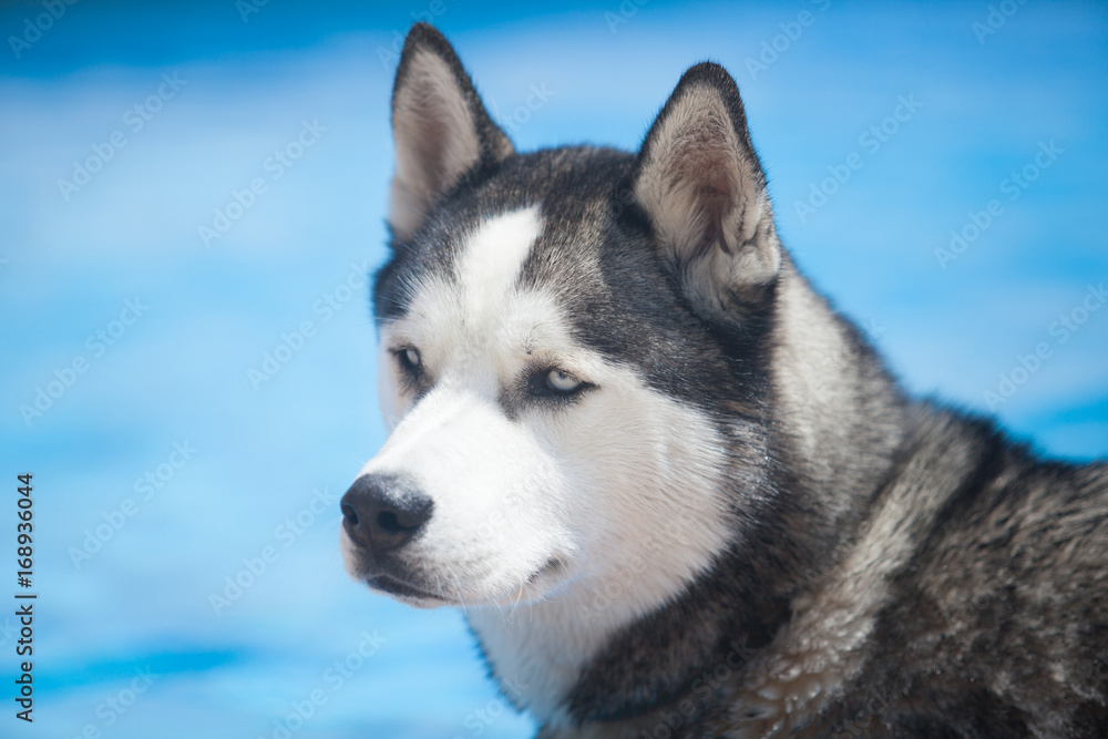 Husky Husky