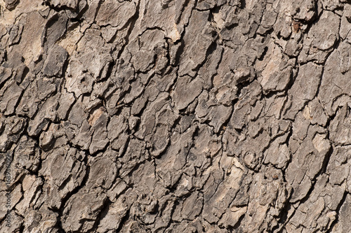 Bark texture