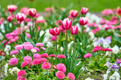 Fototapeta Naklejka Na Ścianę i Meble -  Spring flowers background. Beautiful tulip flower