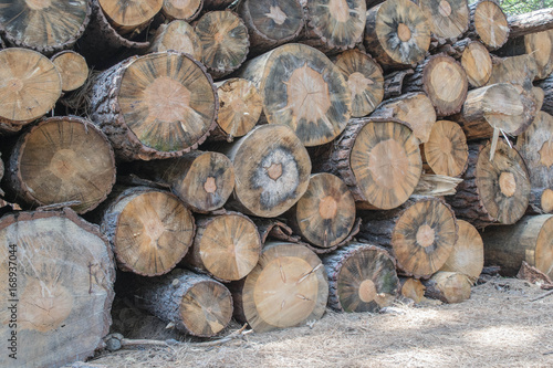Close up shot of multiple size logs  stacked-up and pine needles on the ground