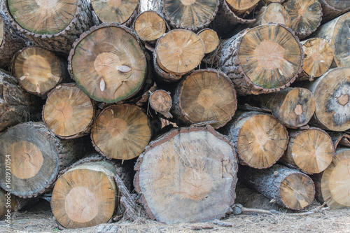 Multiple size logs stacked-up  with an assortment of patterns