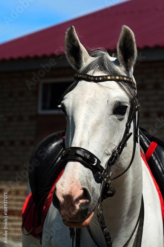 Portrait of a white horse in a bridle and under a saddle