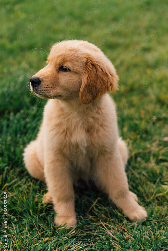 Golden Retriever Puppy