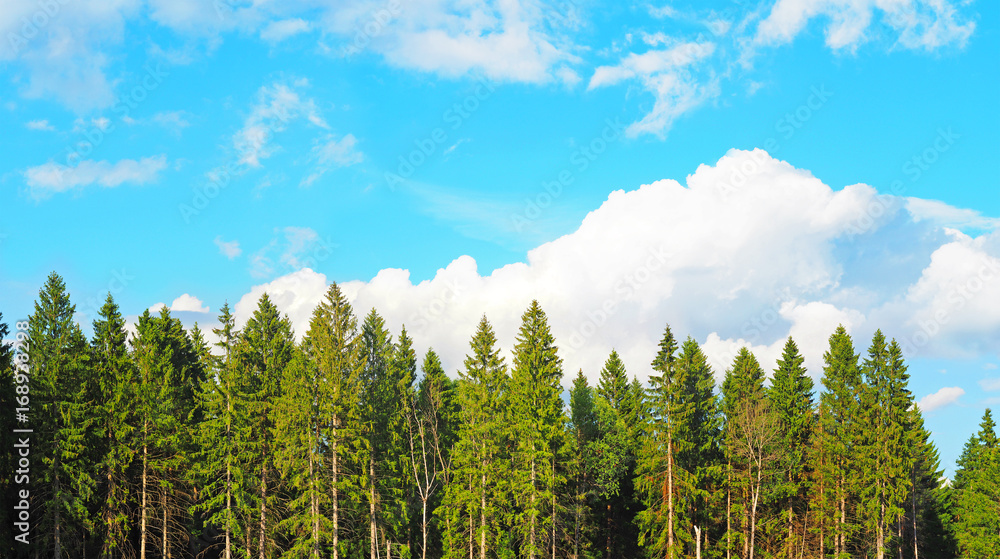 Wide panorama, landscape of old spruce forest on bright sunny day against a blue sky. Shadows from the bright midday sun. Magical beauty. Flat planting of fir trees in the Russia forest Wide panorama, landscape of old spruce forest on bright sunny day against a blue sky. Shadows from the bright midday sun. Magical beauty. Flat planting of fir trees in the Russia forest